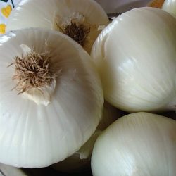 White-851 F1
