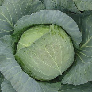 4204